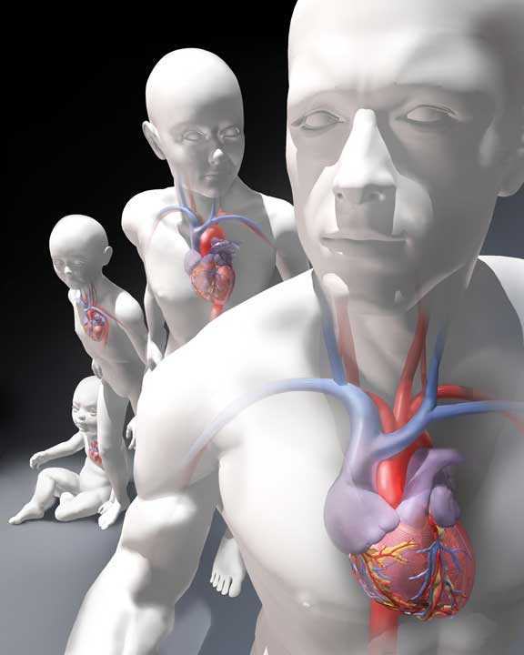 Cover article on how best to educate congenital heart patients about their condition and care. Linda S. Nye. Visualizing Nature.