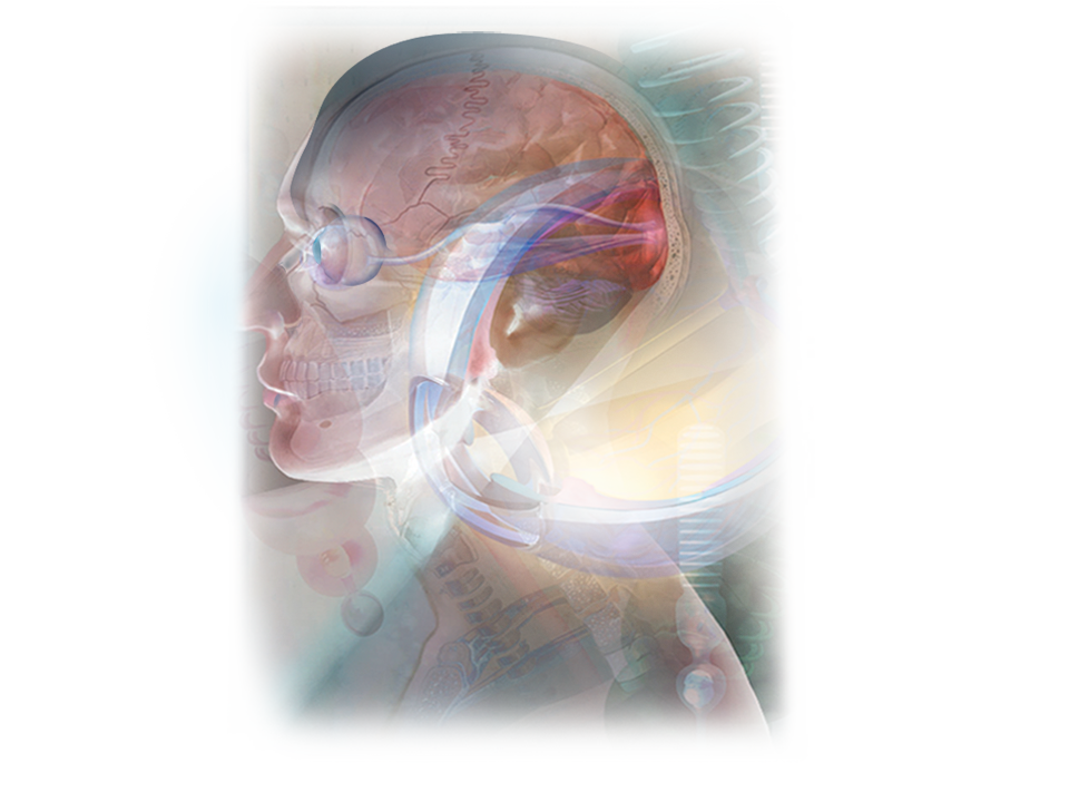 eye, head, brain