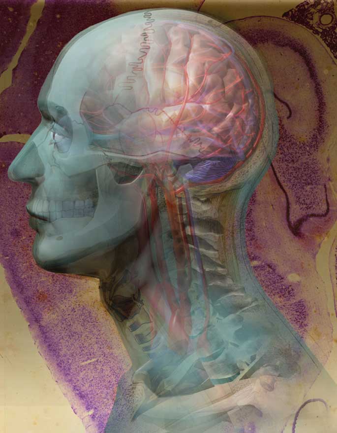 A view of the head through layers of bone, arteries, veins and to the brain itself Linda Nye Visualizing Nature