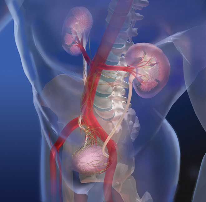 Looking through the body to the bladder, kidneys, and spine, with the nerves that control the bladder. Linda Nye Visualzing Nature